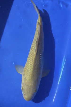 Chagoi
