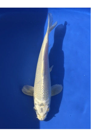 Mukashi Ogon