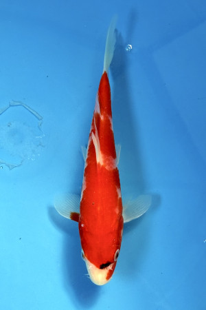 Goshiki