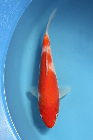 Kohaku