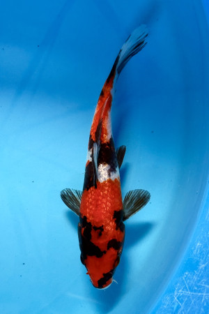 Ginrin Showa