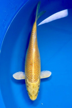 Yamabuki Ogon