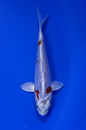 Kikusui
