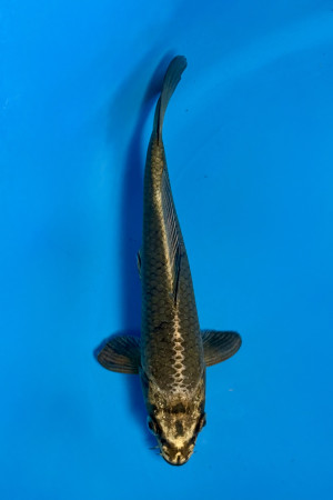 Mukashi Ogon 