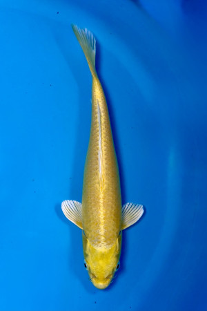 Yamabuki Ogon