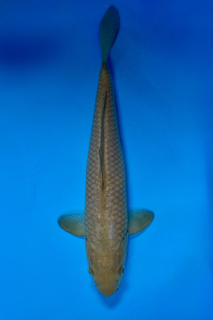 Chagoi
