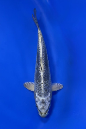Doitsu Mukashi Ogon