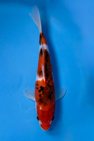 Kuchibeni Showa (rode lippen)