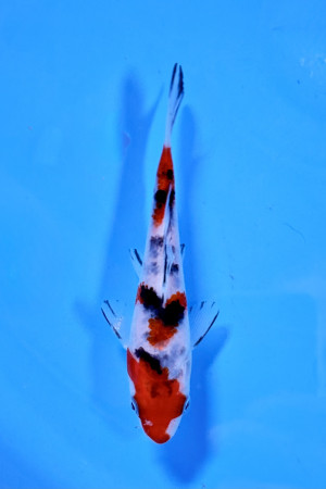 Handpicked Koi