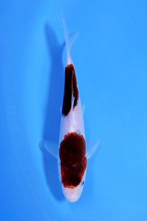 Handpicked Koi