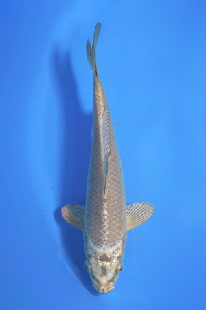 Mukashi Ogon