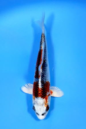 Kujaku