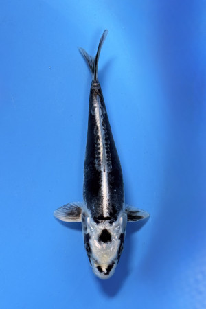 Kikokuryu