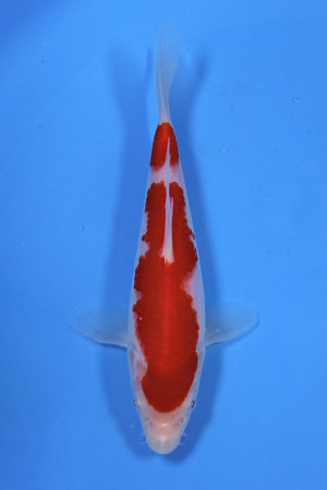 Kohaku