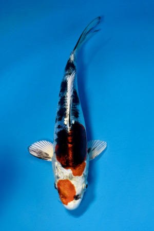 Beni Kikokuryu