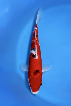 Nisai