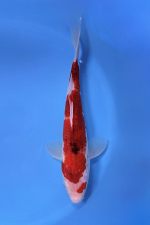 Nisai