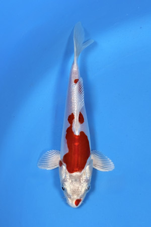 Kikusui