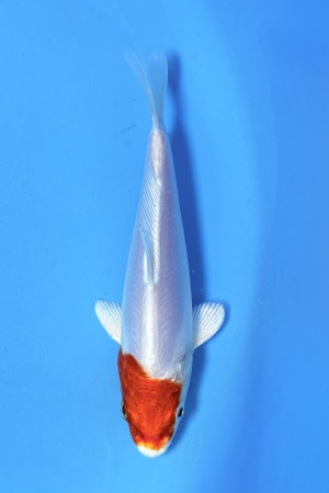 Kikusui