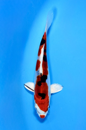 Heisei Nishiki 