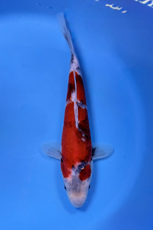Nisai Showa 