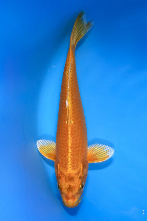 Orenji Ogon