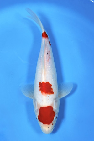 Maruten Kohaku
