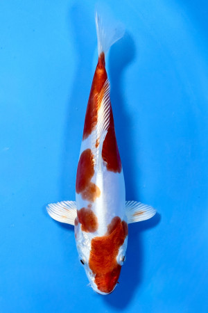 Kuchi Beni (rode lippen)