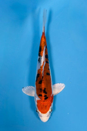 Heisei Nishiki