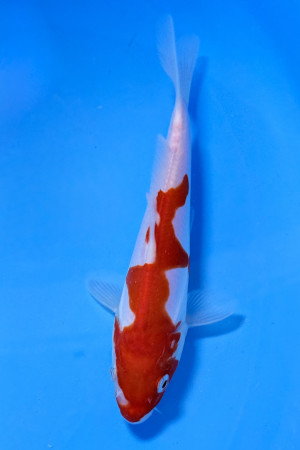 Doitsu Kohaku 