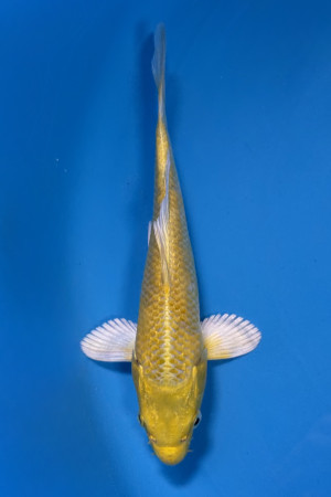 Yamabuki Ogon