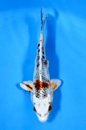 Heisei Nishiki (Wagoi) 