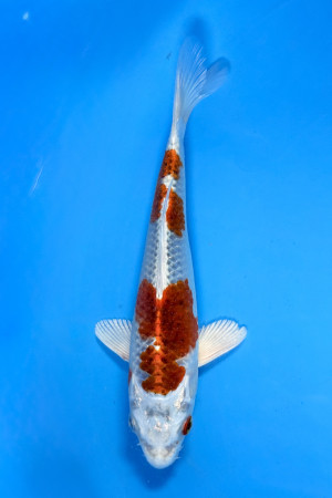 Kujaku