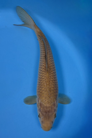Chagoi