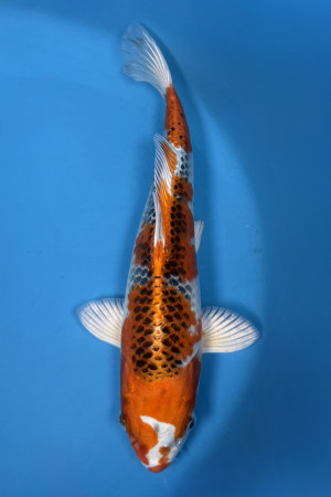 Wada Kujaku | 27–32 cm