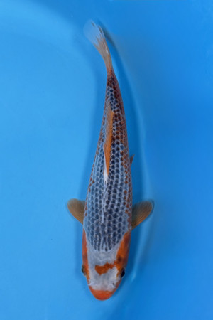 Wada Asagi | Tateshita Nisai | 27–32 cm