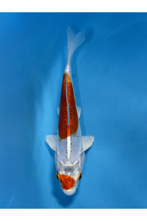 Kikusui 