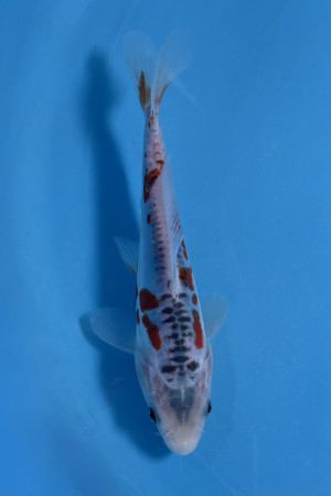 Shusui 