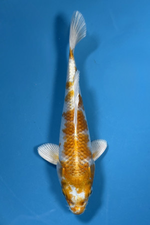 Hariwake 