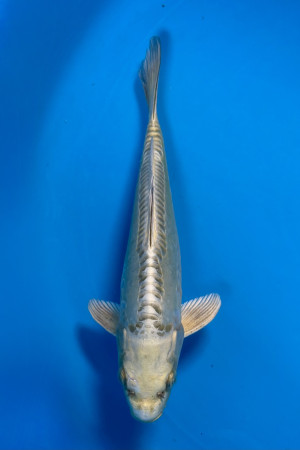 Doitsu Mukashi Ogon 