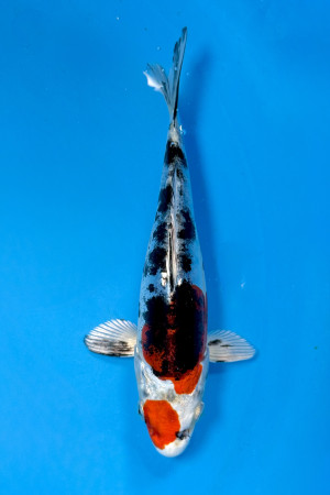 Beni Kikokuryu