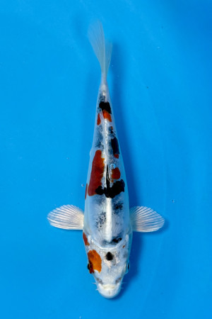Heisei Nishiki