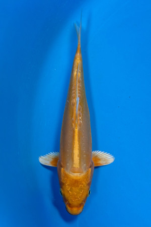 Doitsu Orenji Ogon
