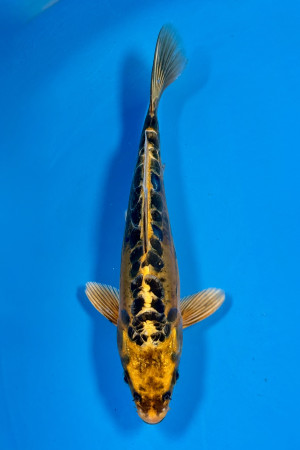 Mizuho Ogon
