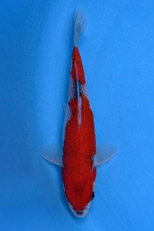 Goshiki 