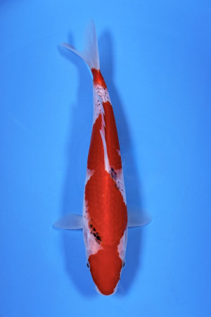 Tateshita Goshiki