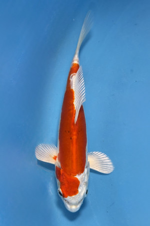Kikusui 