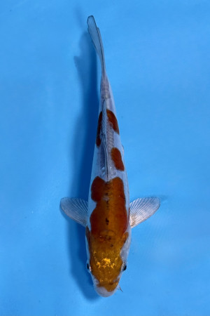 Kase Tateshita 