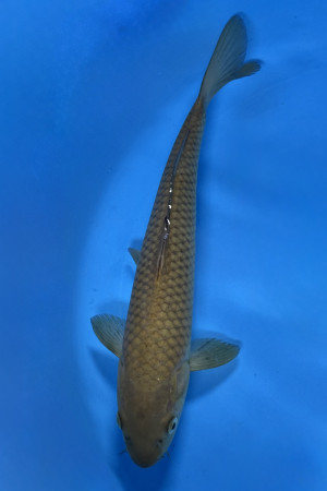 Chagoi 