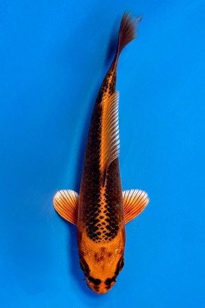 Kin Matsuba